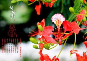 圖  走讀台灣3線-苗栗銅鑼   西湖溪菊祥如芋公園 鳳凰花  攝影 賴世若 / 篆刻&設計 司徒長卿