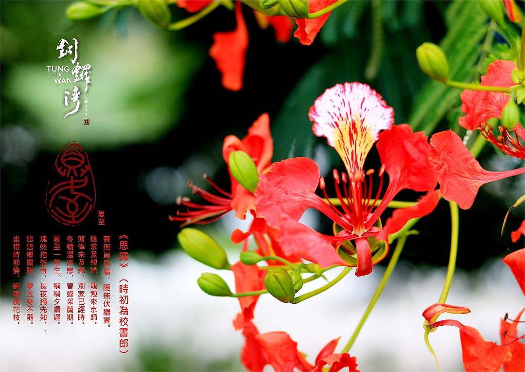 圖 走讀台灣3線-苗栗銅鑼 西湖溪菊祥如芋公園 鳳凰花 攝影 賴世若 / 篆刻&設計 司徒長卿