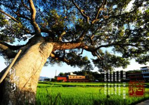 24節氣篆刻藝術與地方之美-芒種