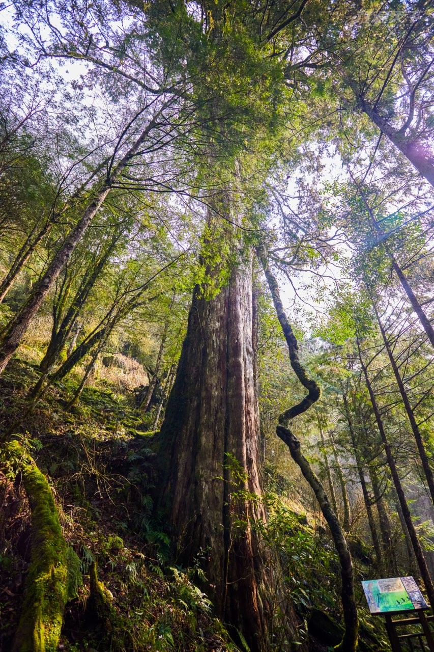 圖 宜蘭美麗景點 -棲蘭森林遊樂區 翻拍自網路 及 交通部網站