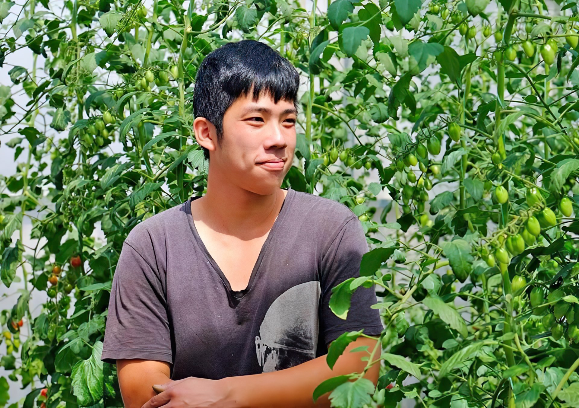 圖 翻拍自阿牛哥溫室蕃茄農場 FB粉絲團