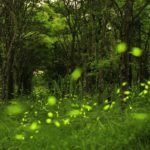 圖 花東美麗景點 -大農大富平地森林園區 交通部觀光局花東縱谷國家風景區