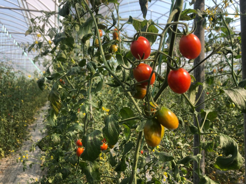 阿牛蕃茄：百大青農的蕃茄温室，現採現吃的酸甜美味。