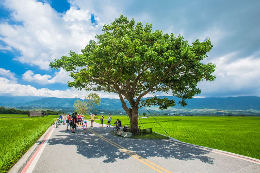 圖 花東美麗景點 -伯朗大道 翻拍自網路 及轉載 交通部觀光局花東縱谷國家風景區