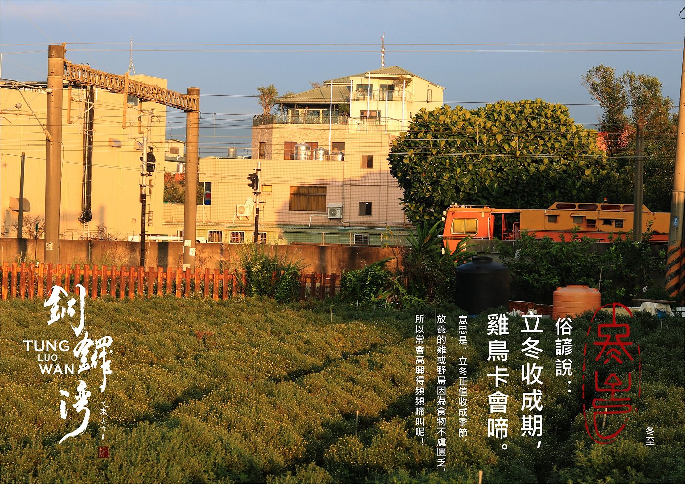 苗栗縣銅鑼灣-冬至杭菊 拍攝 賴世若 篆刻&設計 司徒長卿