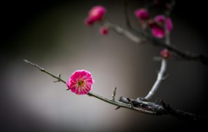 圖 12月22日的射手座或摩羯座  堅忍不拔的梅花 翻拍自網路