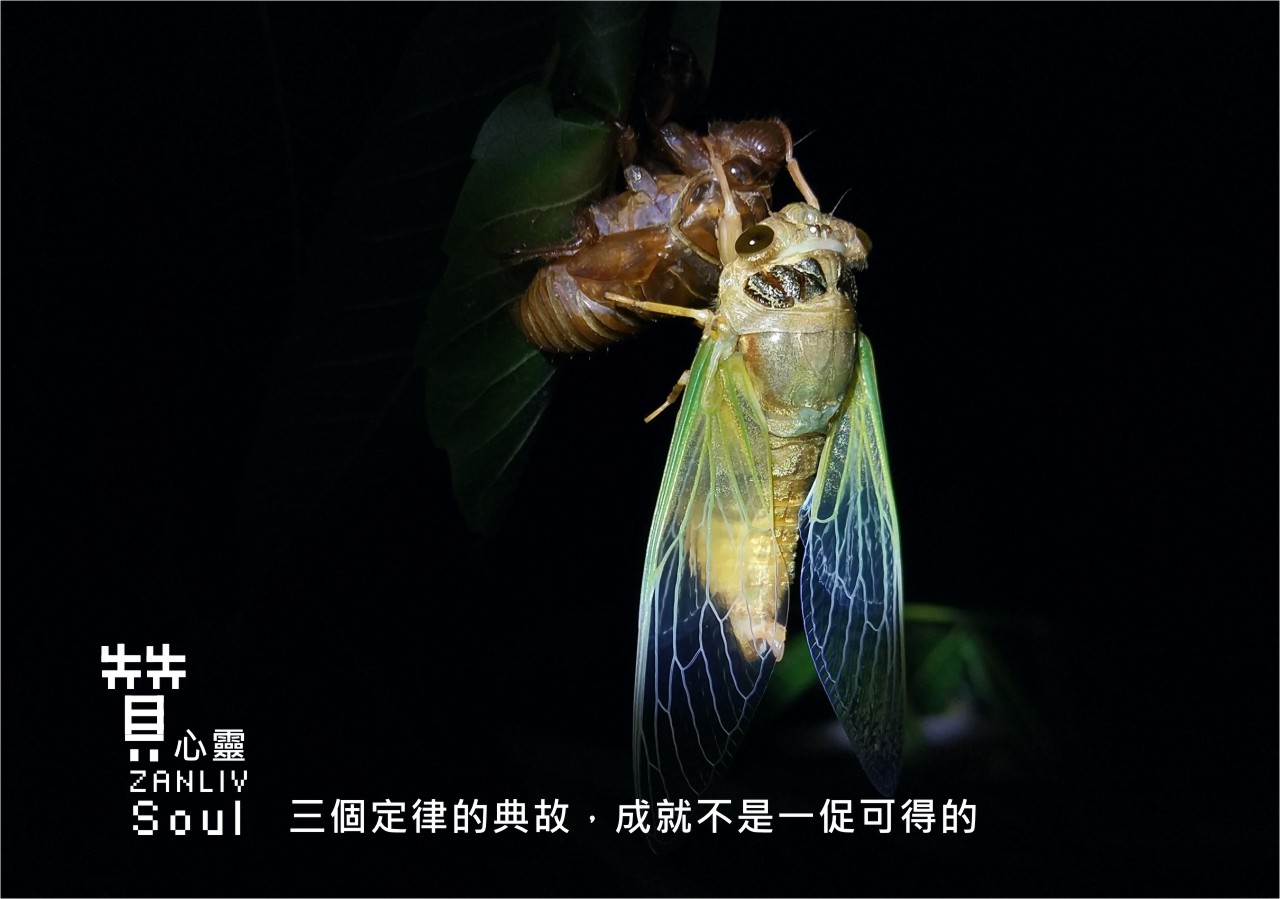 圖 金禪定律 贊新聞 再製設計
