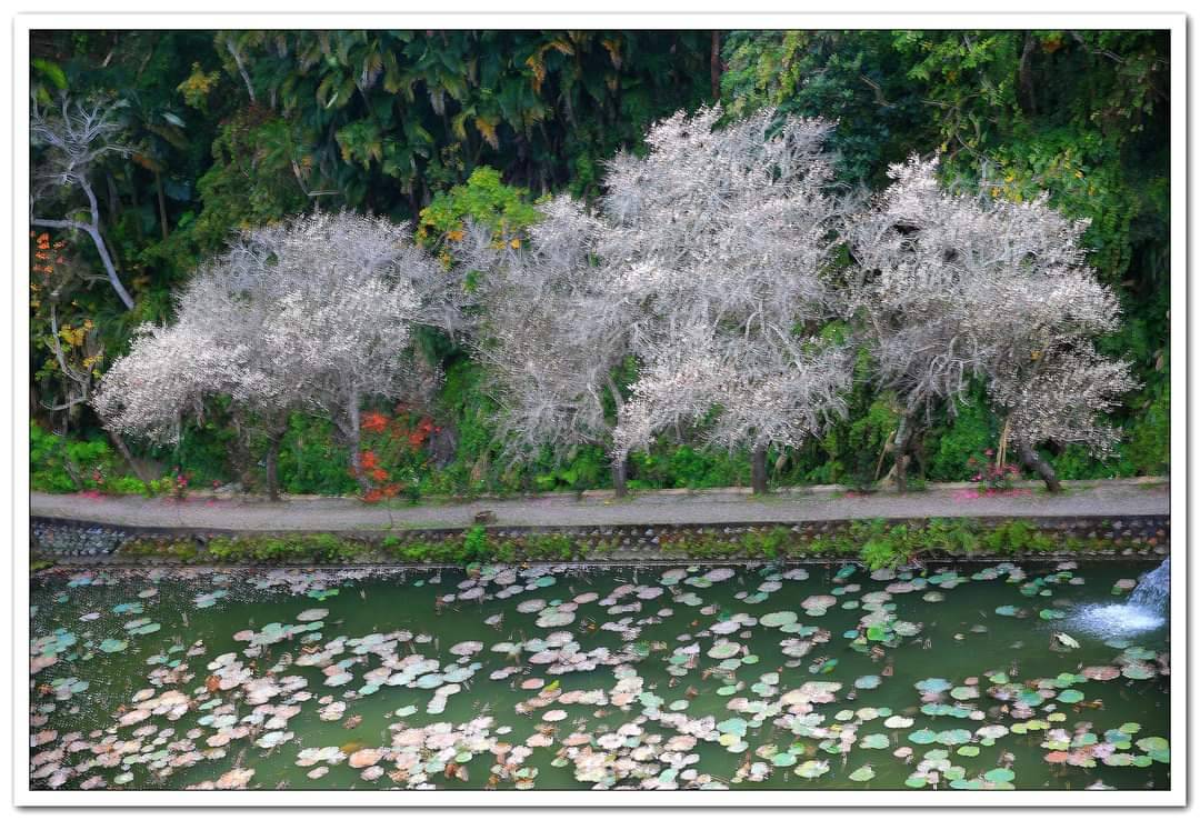 圖  苗栗有個桃（陶）花園 她叫「華陶窯」  陳文輝老師提供