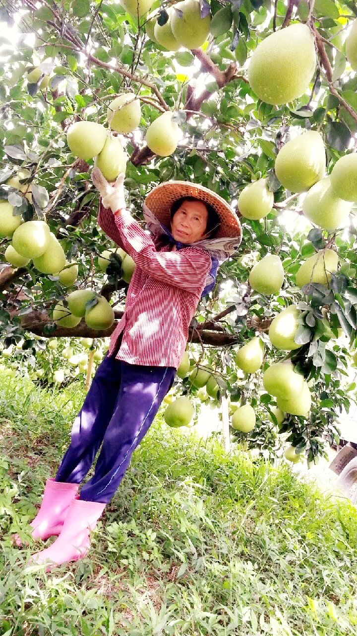 圖 花蓮文旦果農 社團法人花蓮縣梧繞部落文化產業發展協會 提供