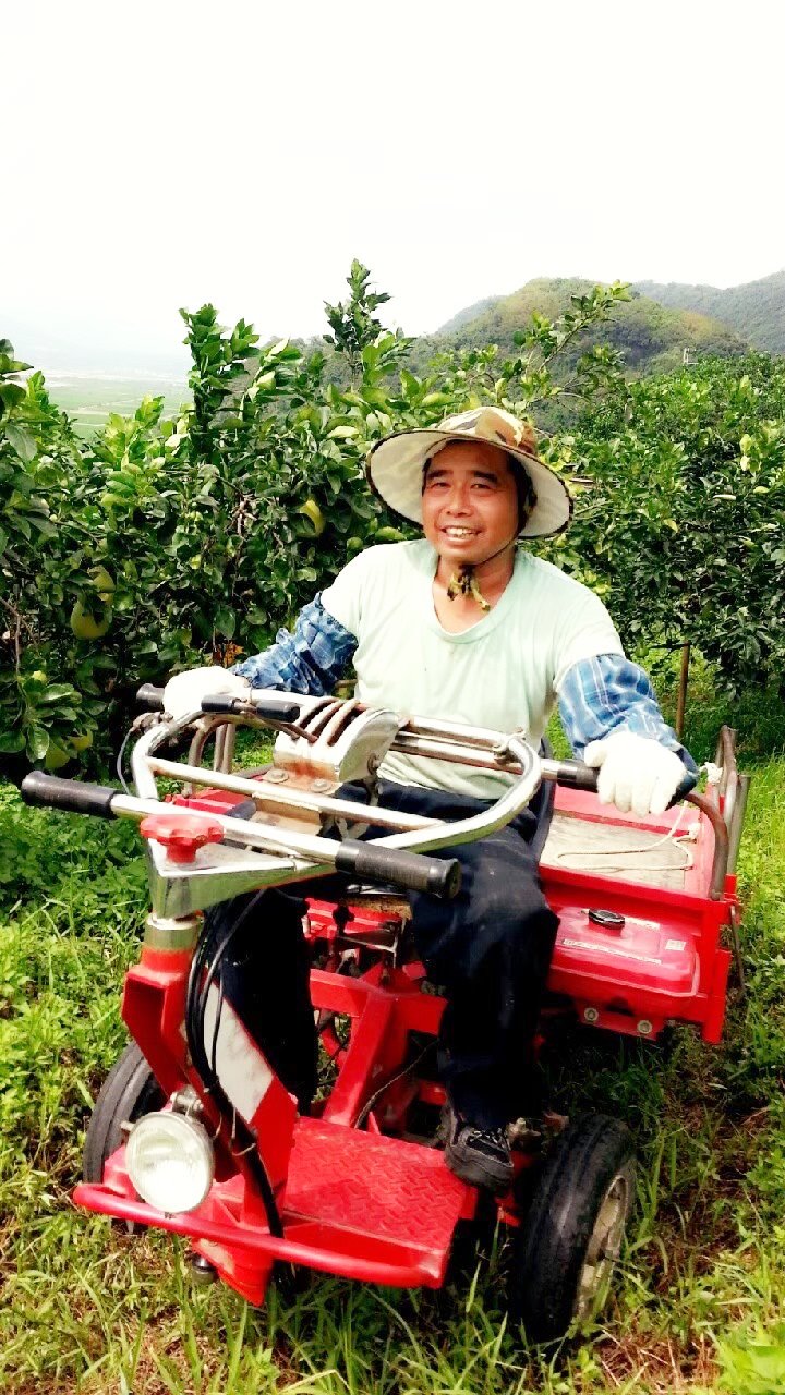 圖 花蓮文旦果農 社團法人花蓮縣梧繞部落文化產業發展協會 提供