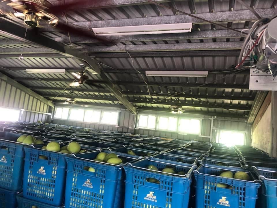 圖 花蓮文旦果農 社團法人花蓮縣梧繞部落文化產業發展協會 提供