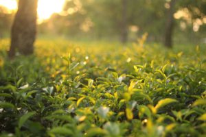 圖/茶妃TEAFFEE