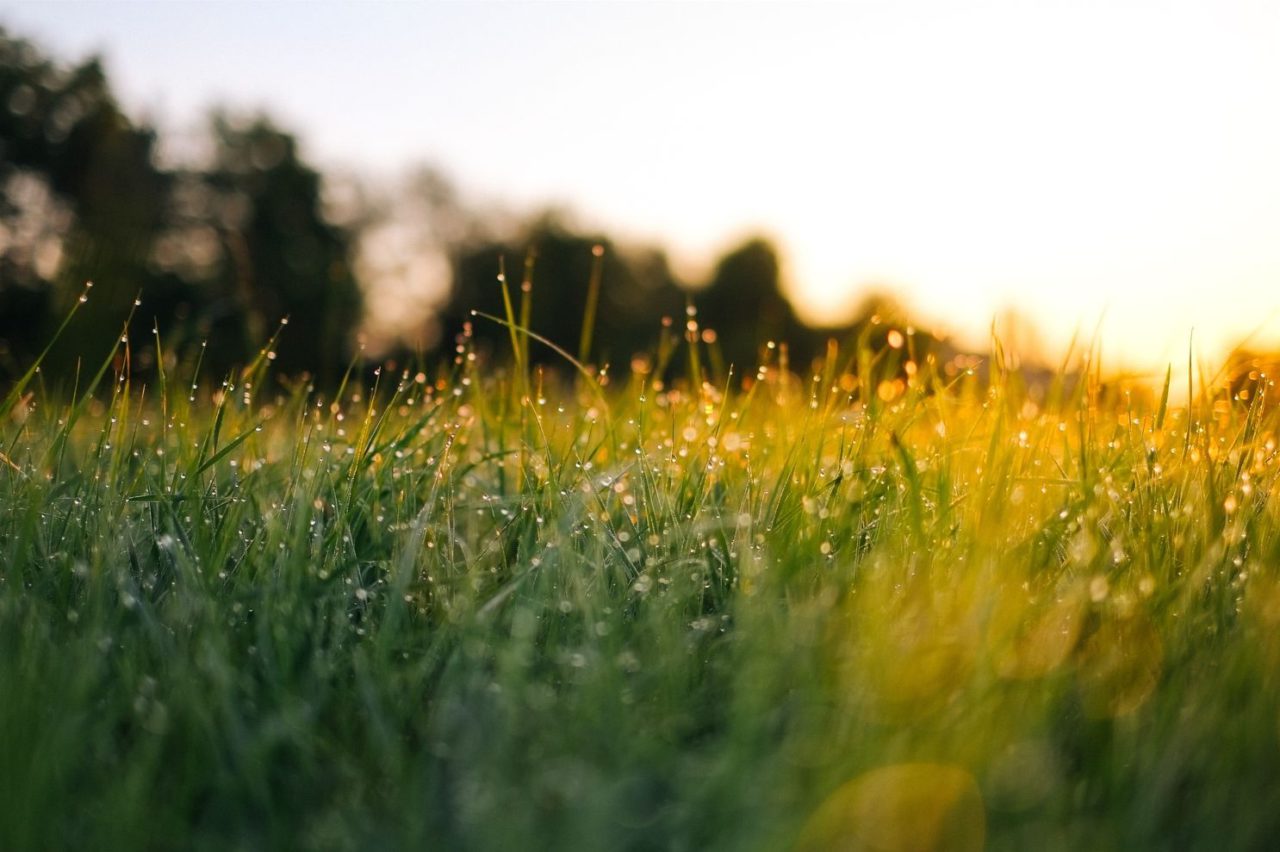 圖/Unsplash 秋天晨曦露珠