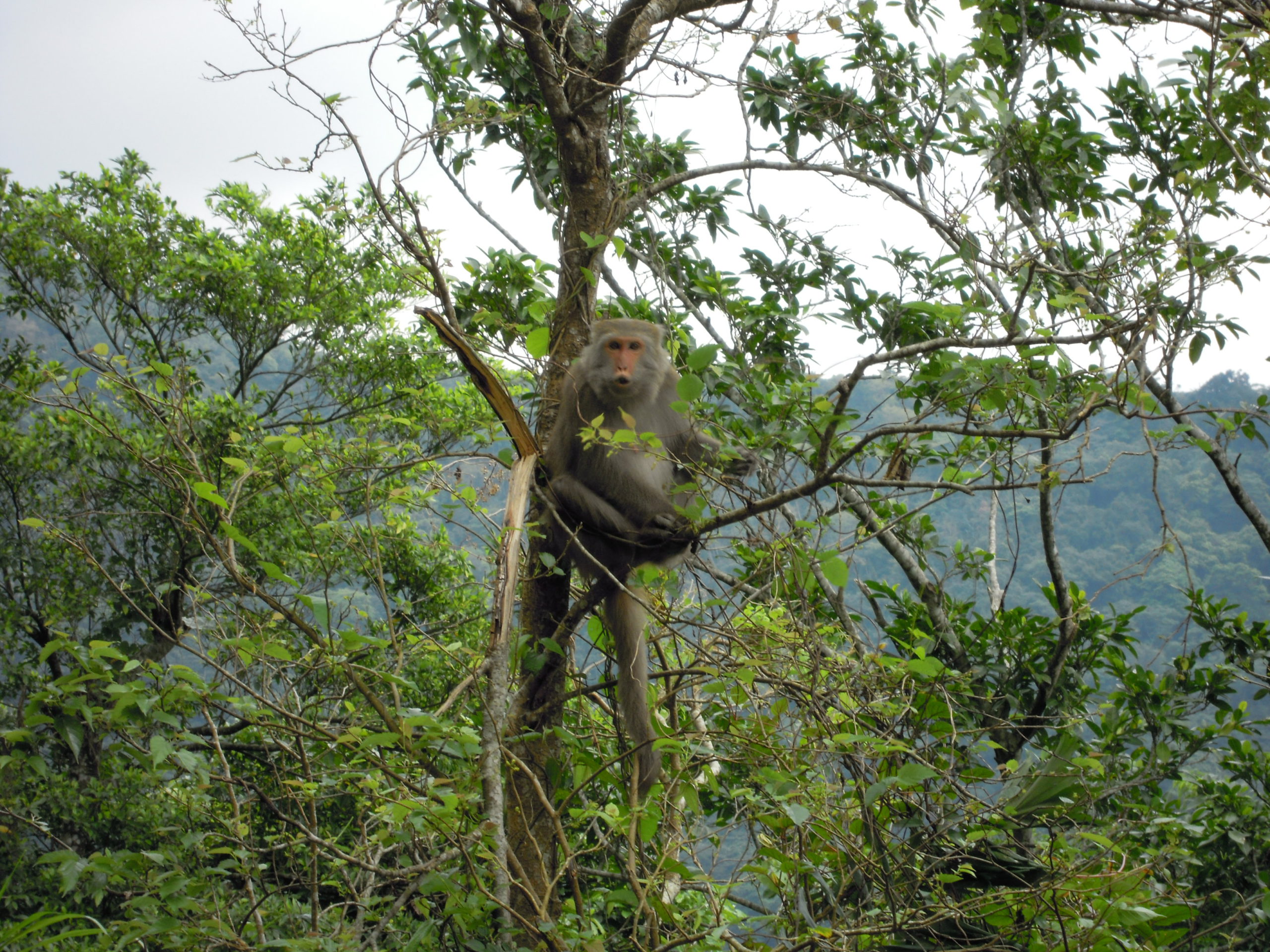 台灣獼猴-圖片來源林務局
