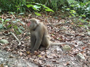 台灣獼猴大追蹤 圖片來源林務局