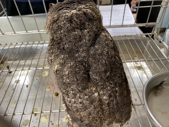 經過2個半月的悉心照顧，領角鴞寶寶全身羽毛已蛻換成成鳥的茶褐色。圖片來源:新北市政府動物保護防疫處
