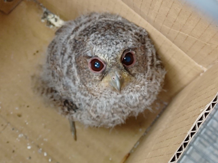 送交瑞芳動物之家的萌樣領角鴞寶寶，全身披著淡灰色幼鳥羽毛。圖片來源:新北市政府動物保護防疫處