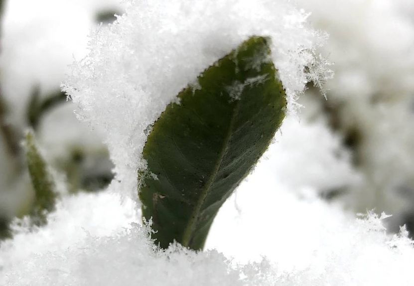  圖 / 茶妃TEAFFEE 有機野放茶葉 健康茶樹自然能抵禦寒冬