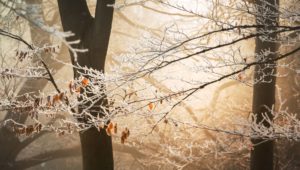 圖/茶妃專欄-Unsplash 冬天霜雪寒冷 萬物儲蓄能量含藏於內