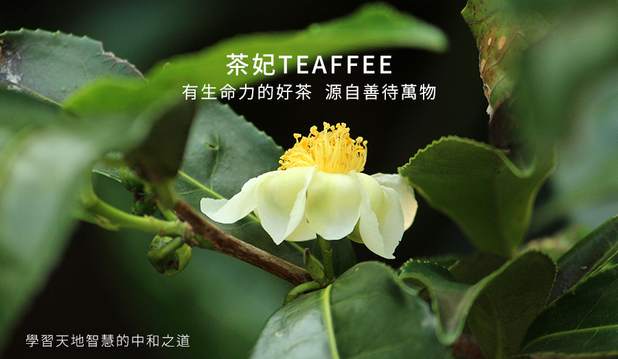 圖/茶妃TEAFFEE 野放茶每一年、每一季、每一次的收成,都是獨一無二的茶韻滋味