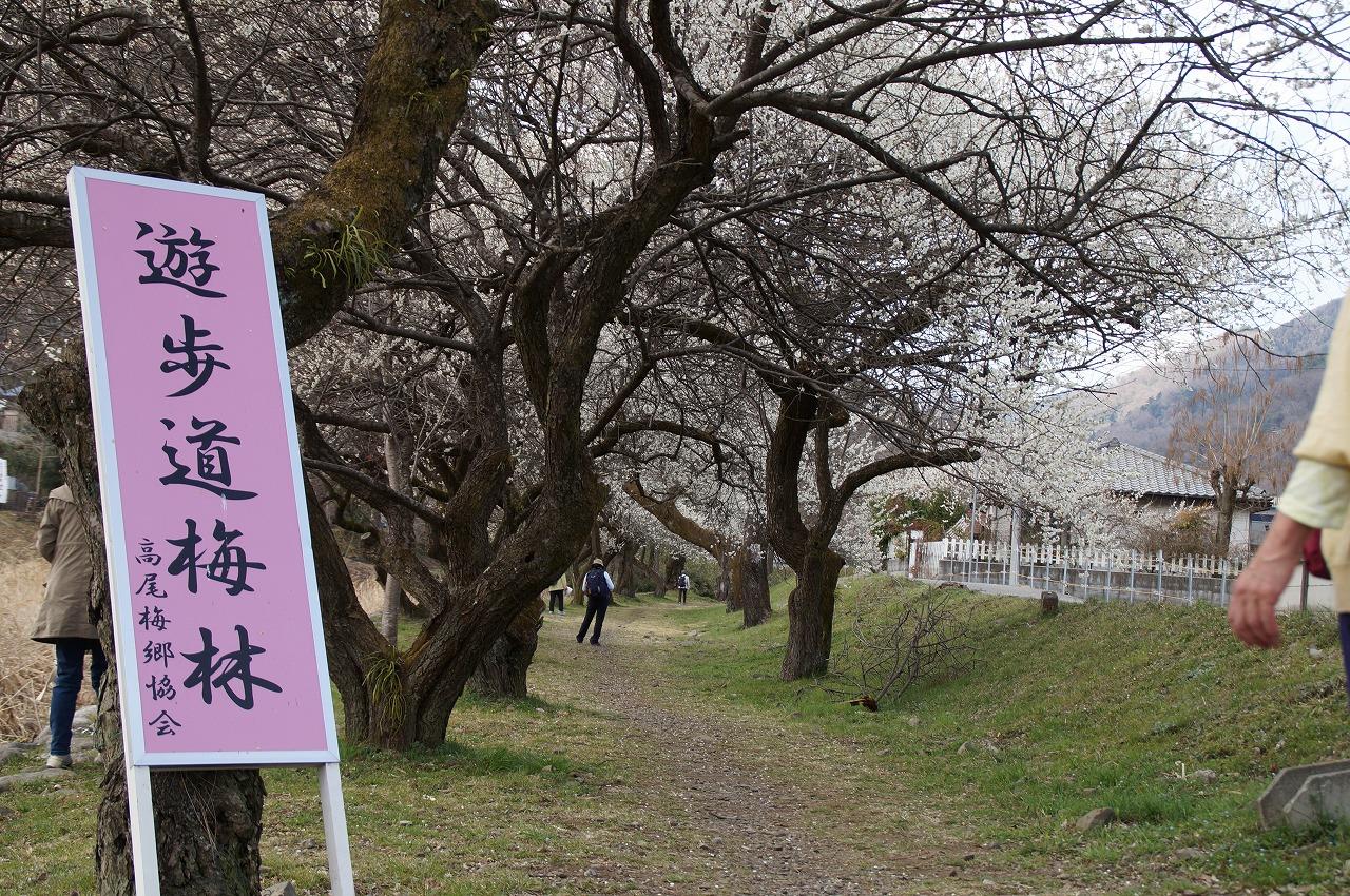日本高尾梅鄉 3月梅花祭活動開鑼