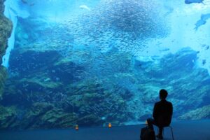 “一個人的夜間水族館”，您可以在這裡獨自享受水族館 (圖片來源:橫濱八景島株式會社)