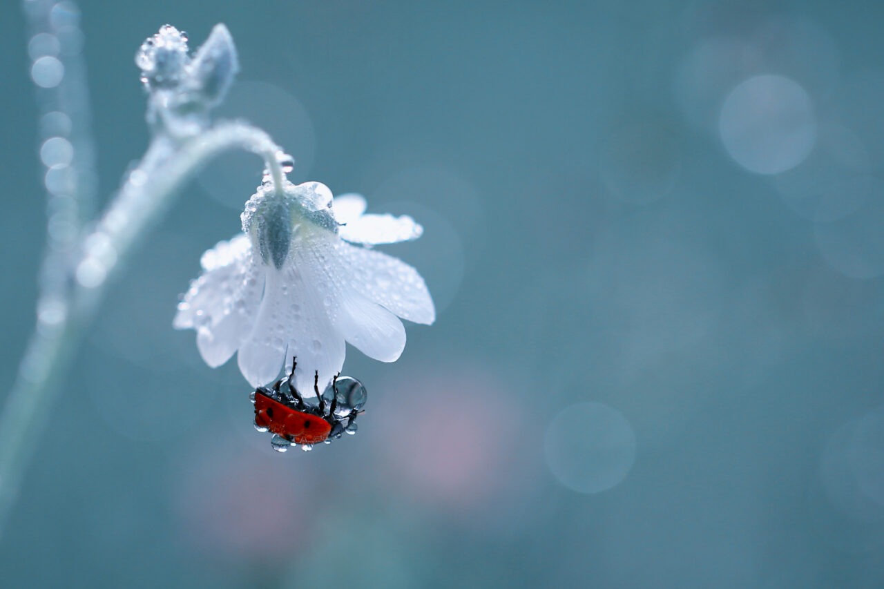 圖/ unsplash 驚蟄節氣 春雷響 萬物長