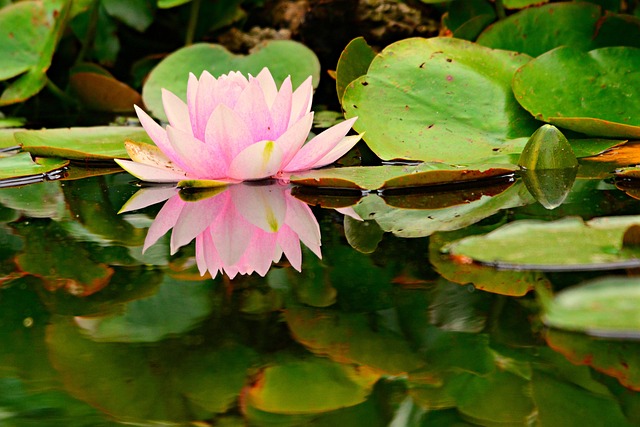 圖/ unsplash 蓮花出淤泥而不染 時刻向內反觀自照 照覺自己的心