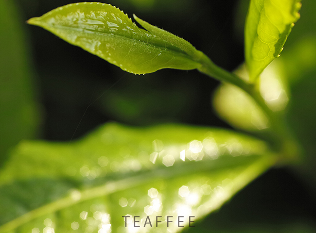 圖/茶妃TEAFFEE |純淨之美野放茶