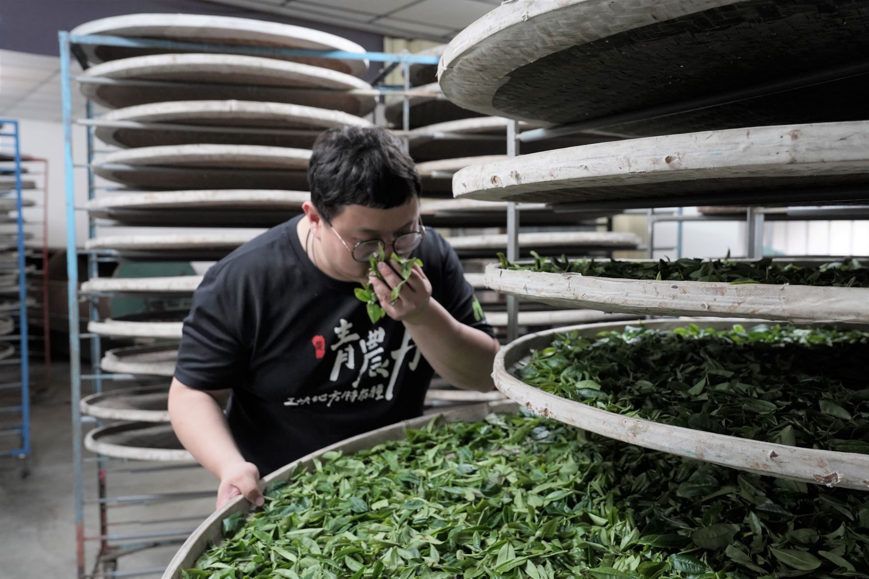 天芳茶園通過有機認證 安全衛生四星級評鑑