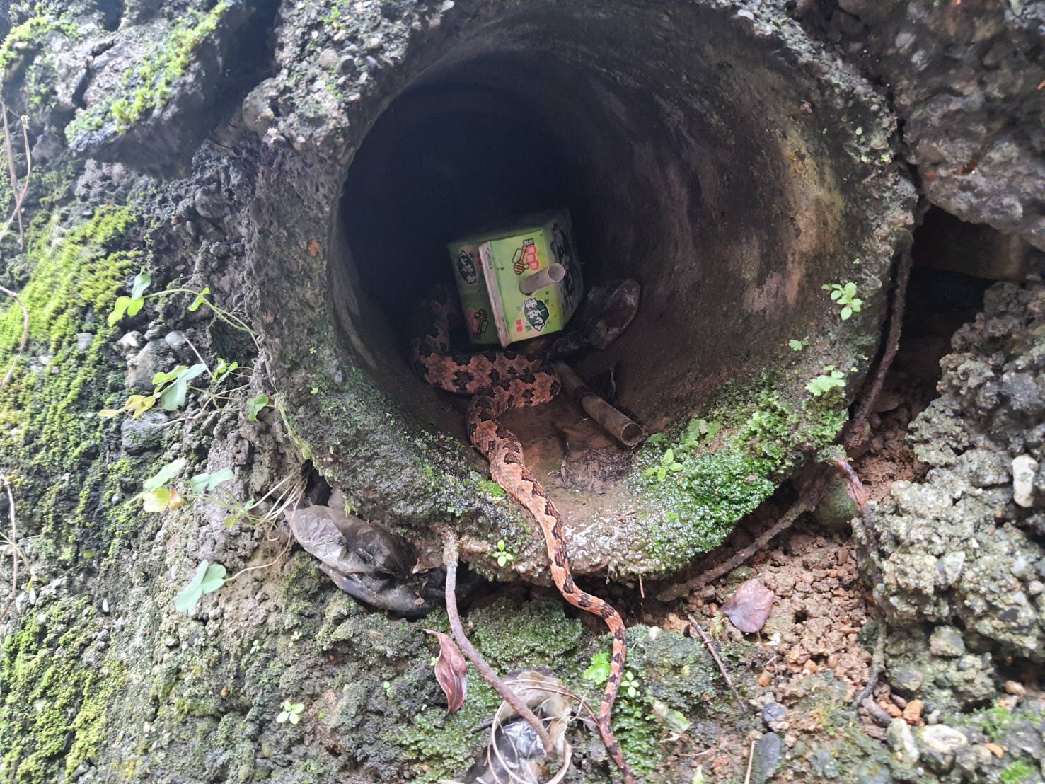 掃墓需留意蛇出沒 新北動保提醒3步驟