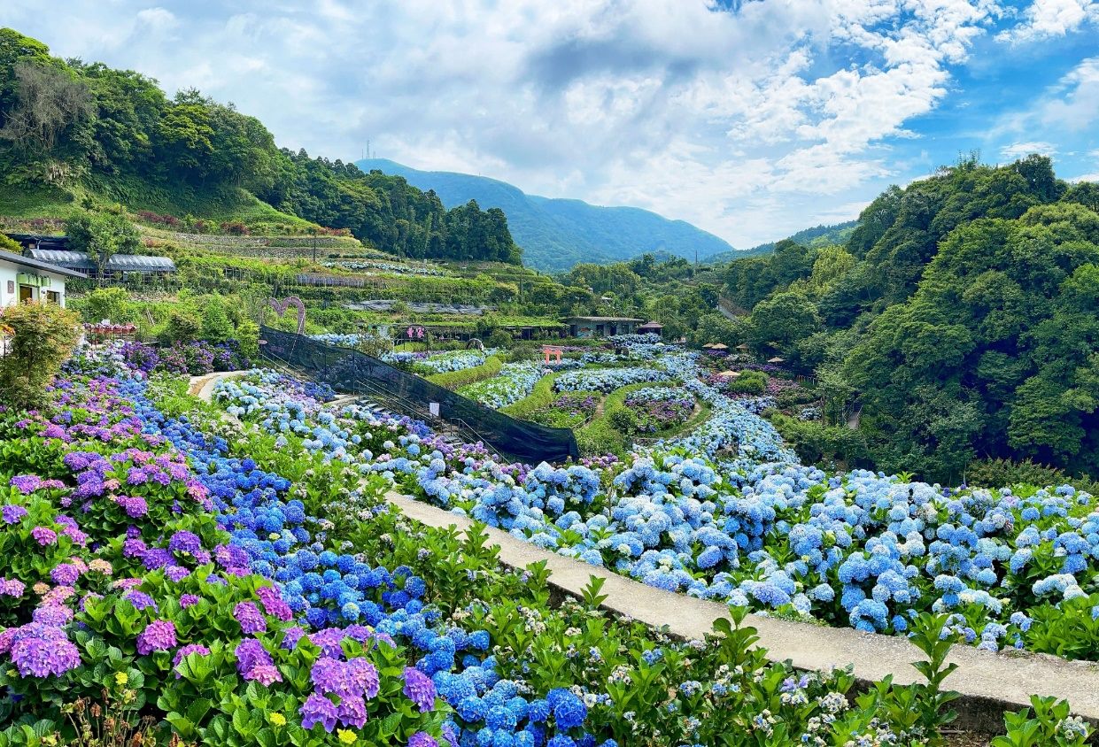 夏遊「花IN台北」 親山樂水賞花趣！
