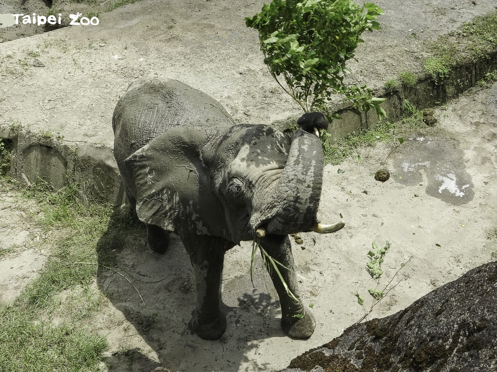 6月間連續10天不對外開放 動物園年度總體修繕力拼達標