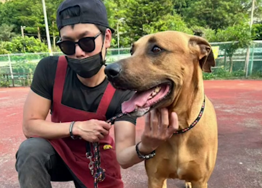 通報遊蕩流浪高山犬 實為親人友善超大毛寶貝