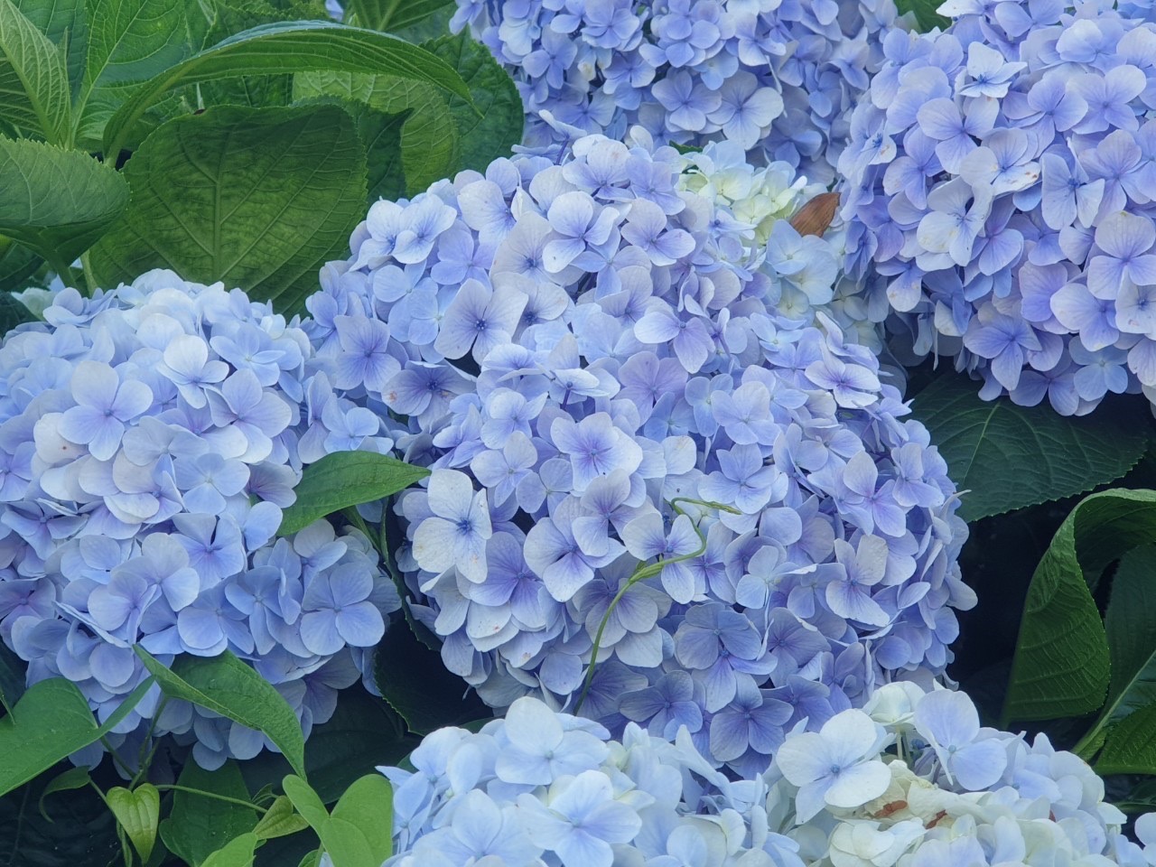 賞花景點 報厚哩災