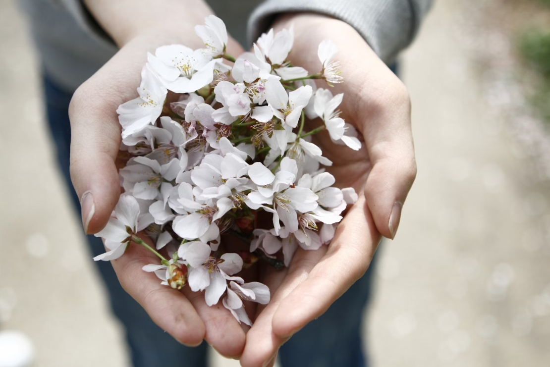 圖Unsplash 花美與否取決於心