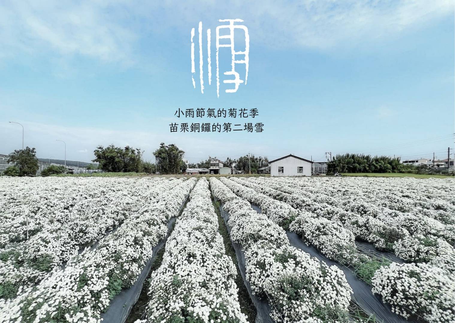 圖 苗栗銅鑼灣杭菊 攝影賴世若 篆刻 司徒長卿