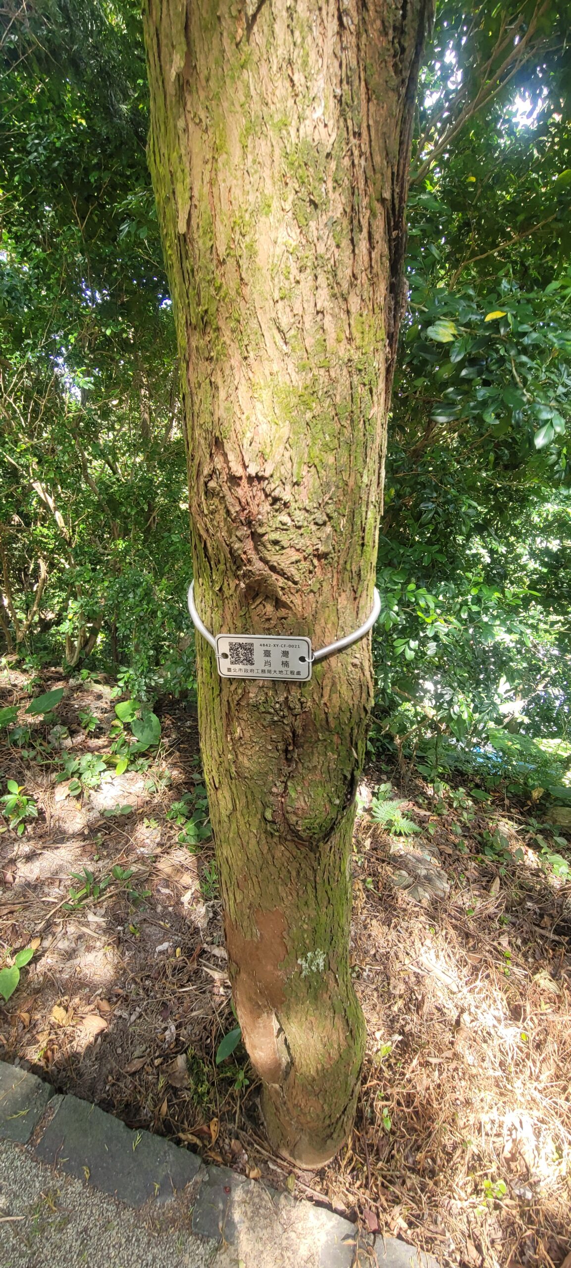 圖 台灣肖楠木 四獸山 許慎之拍攝
