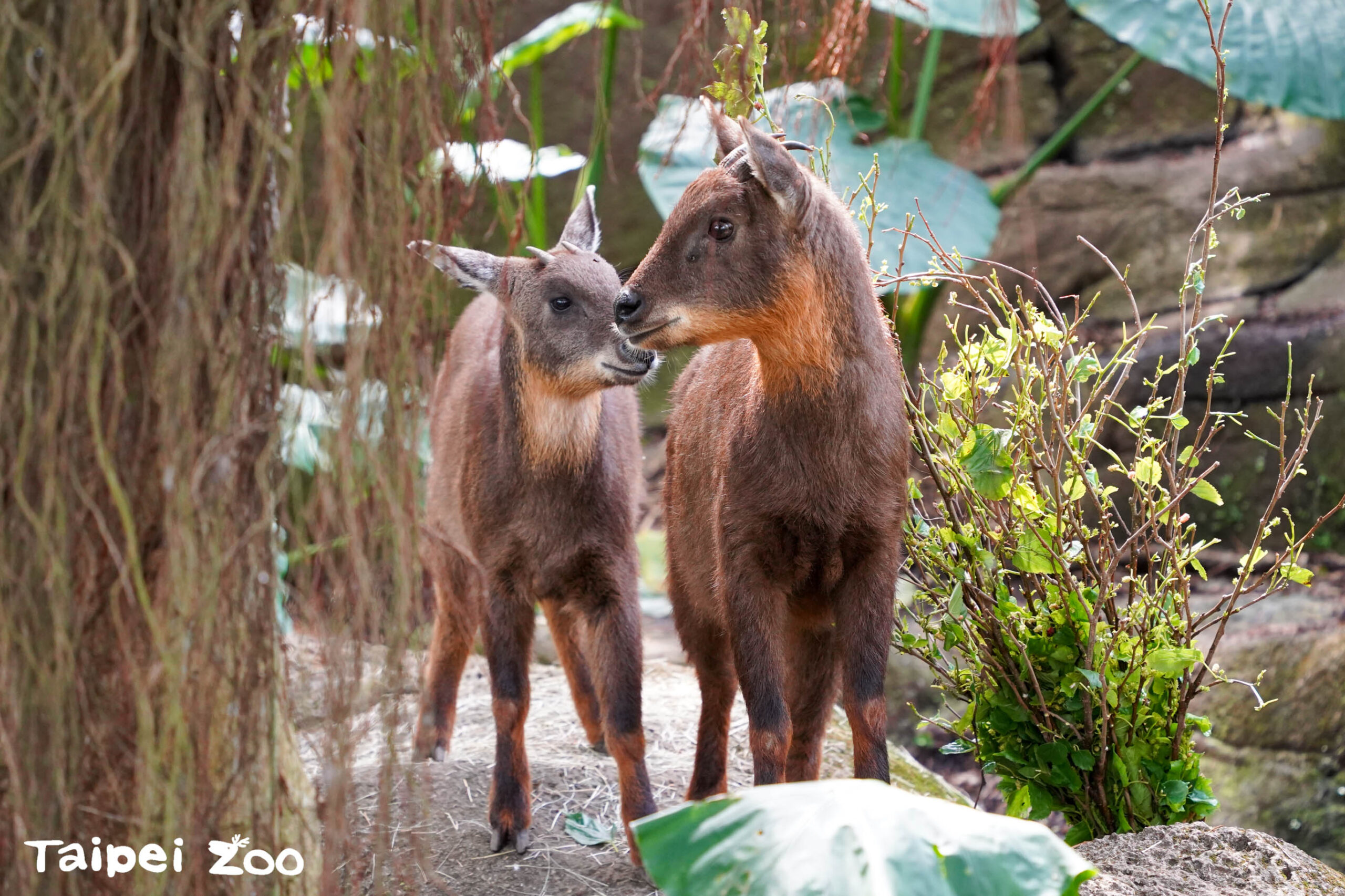 深坑福容推出親子專案，慶祝動物園110周年！