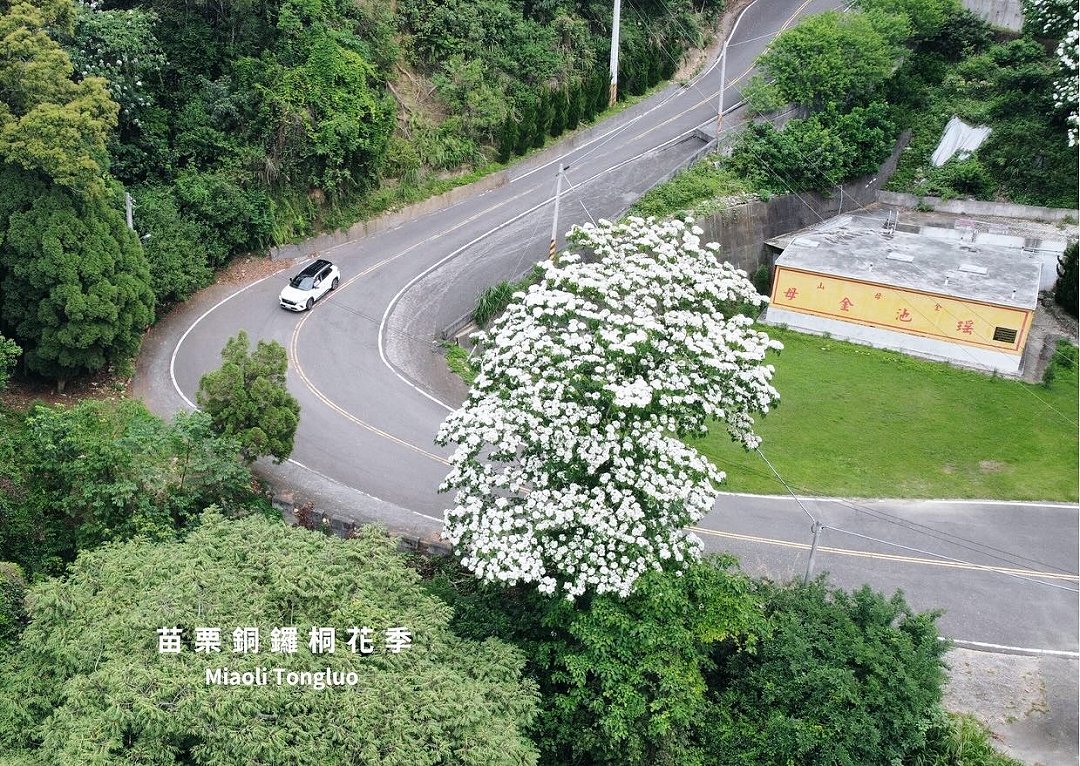 圖 苗栗銅鑼 桐花空拍 微光書旅 主理人 賴世若提供