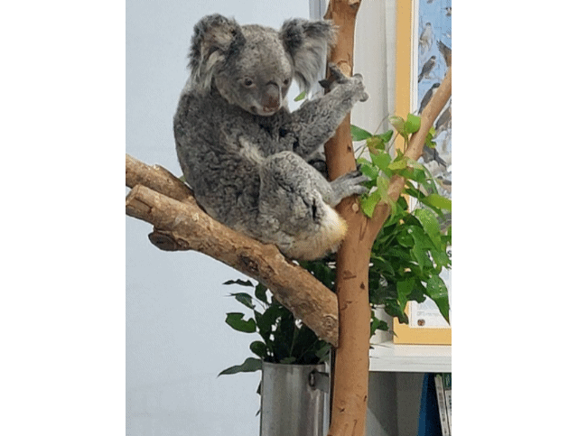 福容大飯店限量月餅禮盒 創新遊程差異化走出飯店新藍海