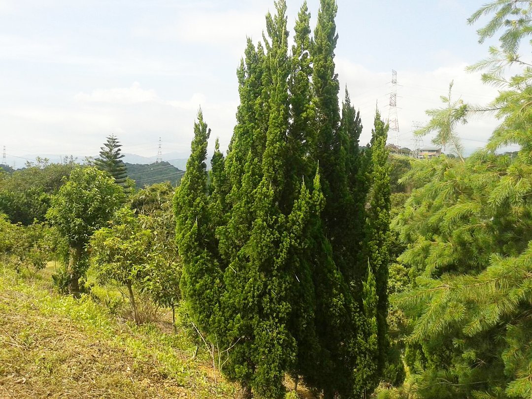 SDGs系列綠色城鄉【台灣高山樹木種】台灣龍柏