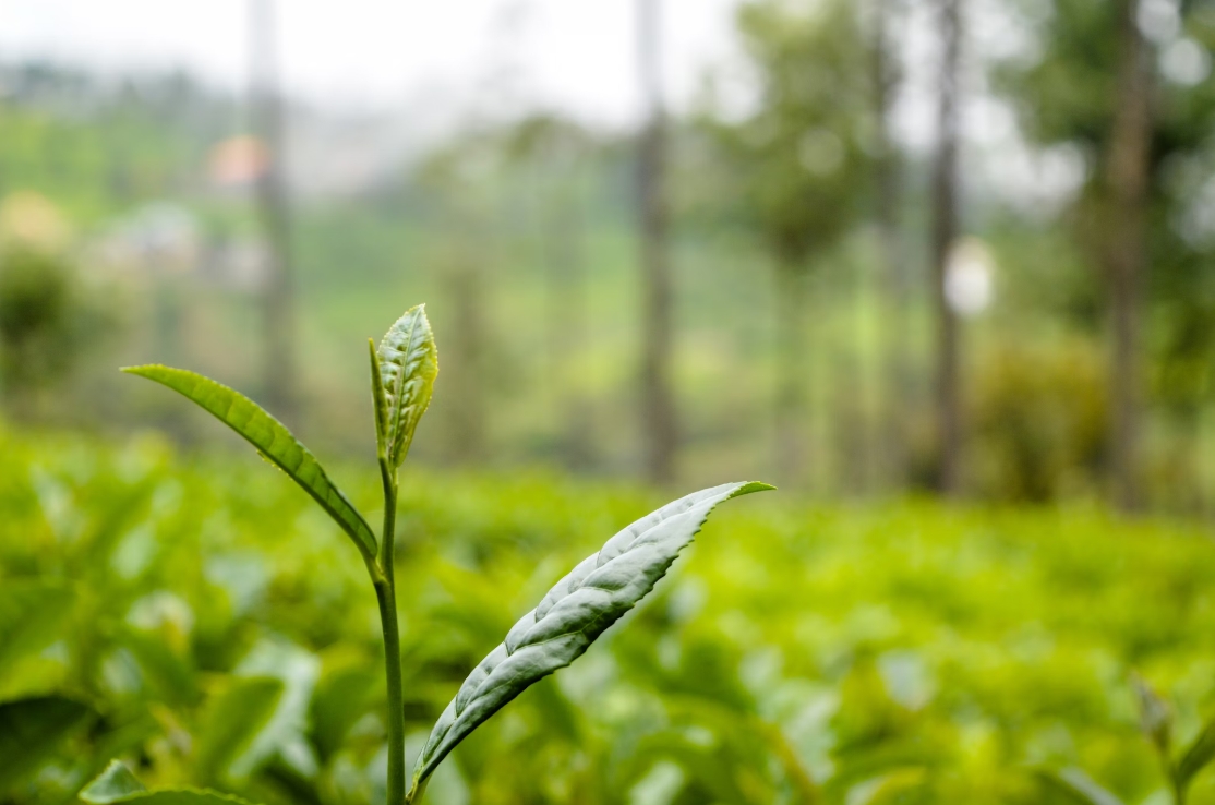 圖/Unsplash 什麼才是好茶？讓茶葉自己說話，從茶湯的色香味及氣韻見真章！