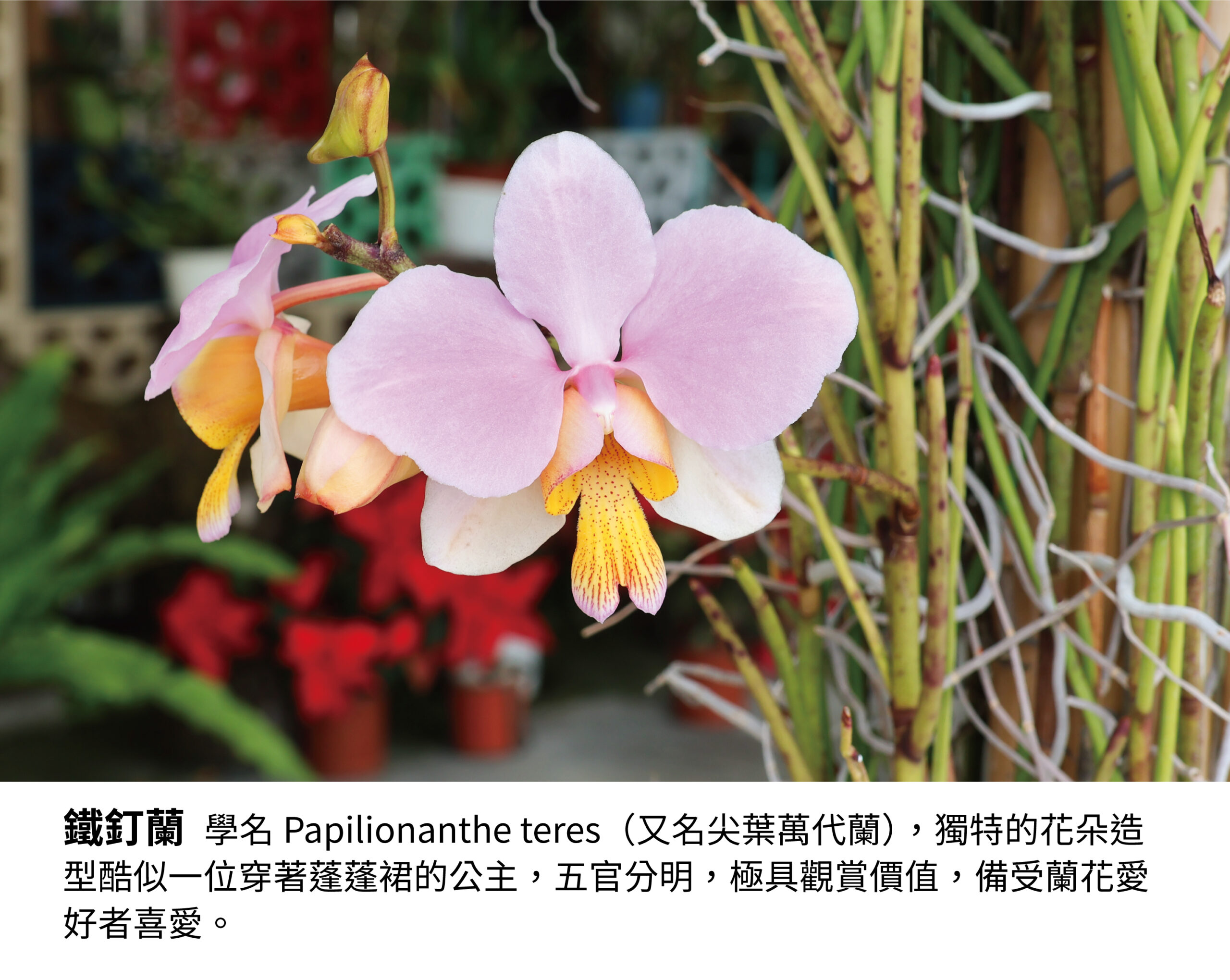 「花仙子」現身台南，鐵釘蘭花型酷似人形引熱議