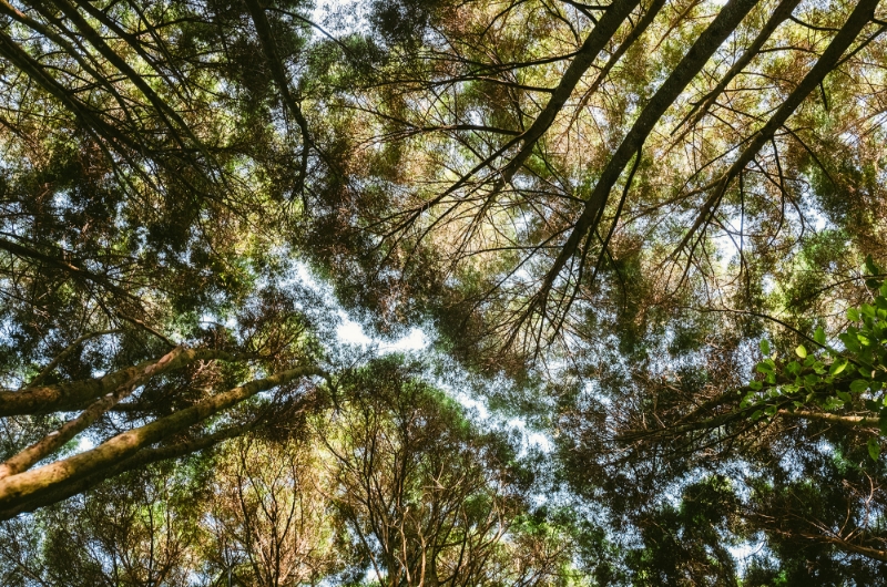 圖 / 薰衣草森林官網 永續是薰衣草森林的DNA