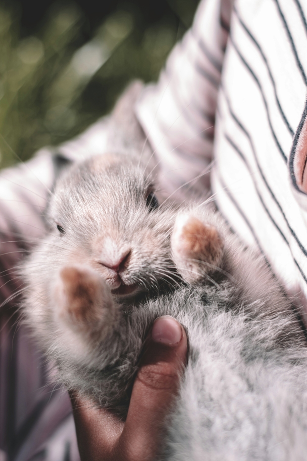 圖/unsplash 面對寵物或許可以看見最完整的自己