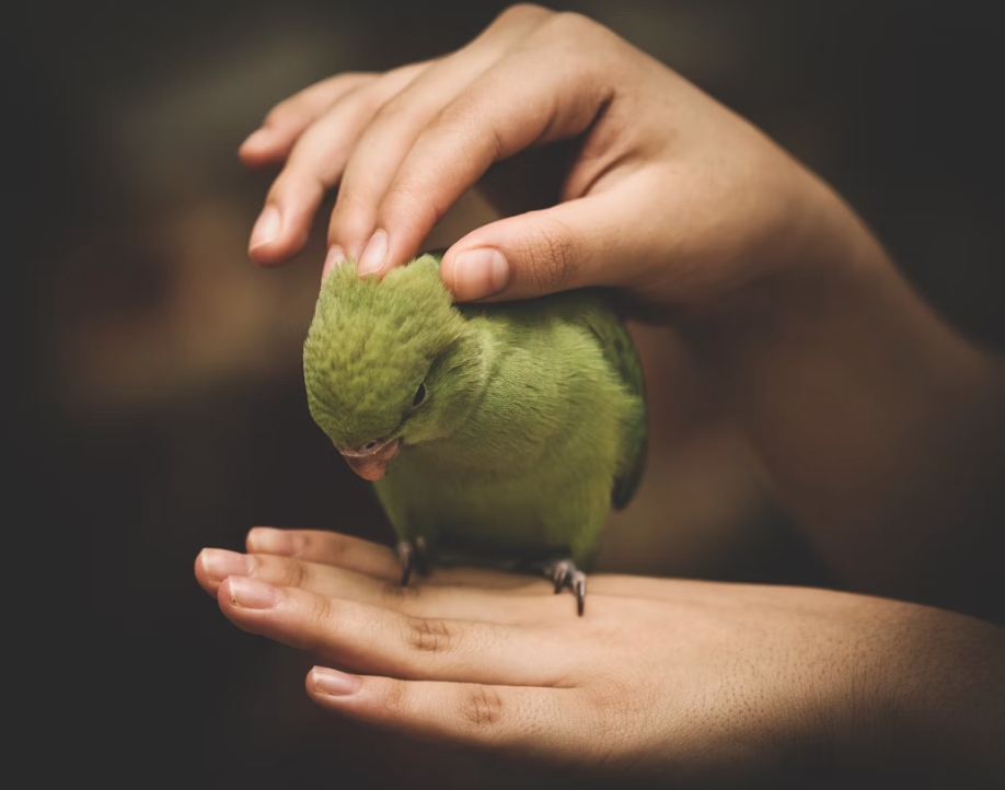 圖/unsplash 面對不會說話的寵物,您需要更細膩的觀察力。