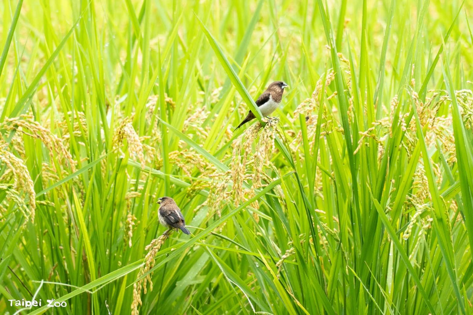 親子一日小農 × 深坑慢旅住宿 動物園農村生態體驗營開放報名